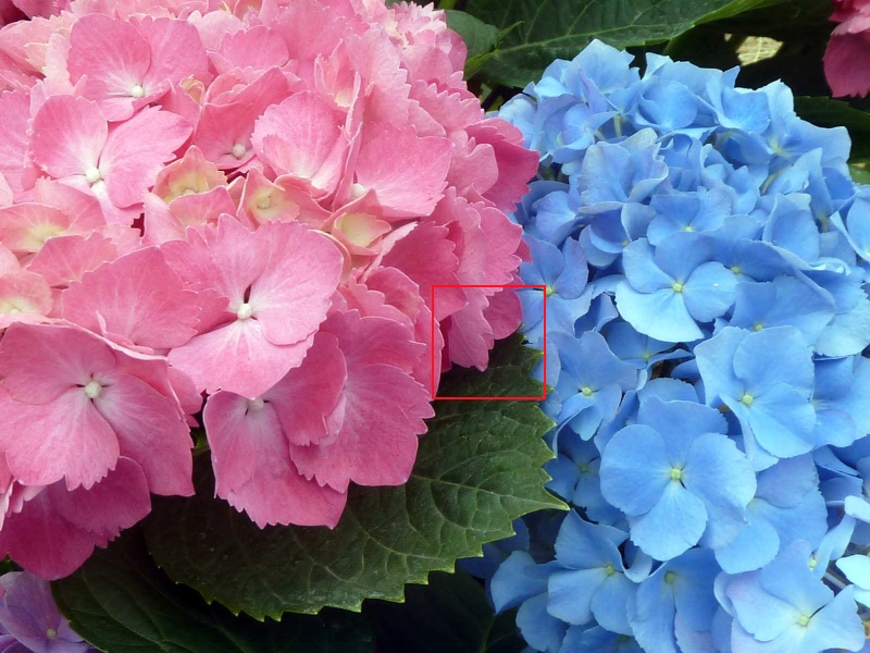flower